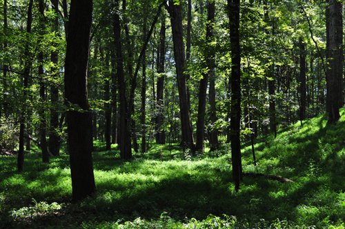 Property photo 22 - 1,575+/- Acres Offered in 23 Tracts